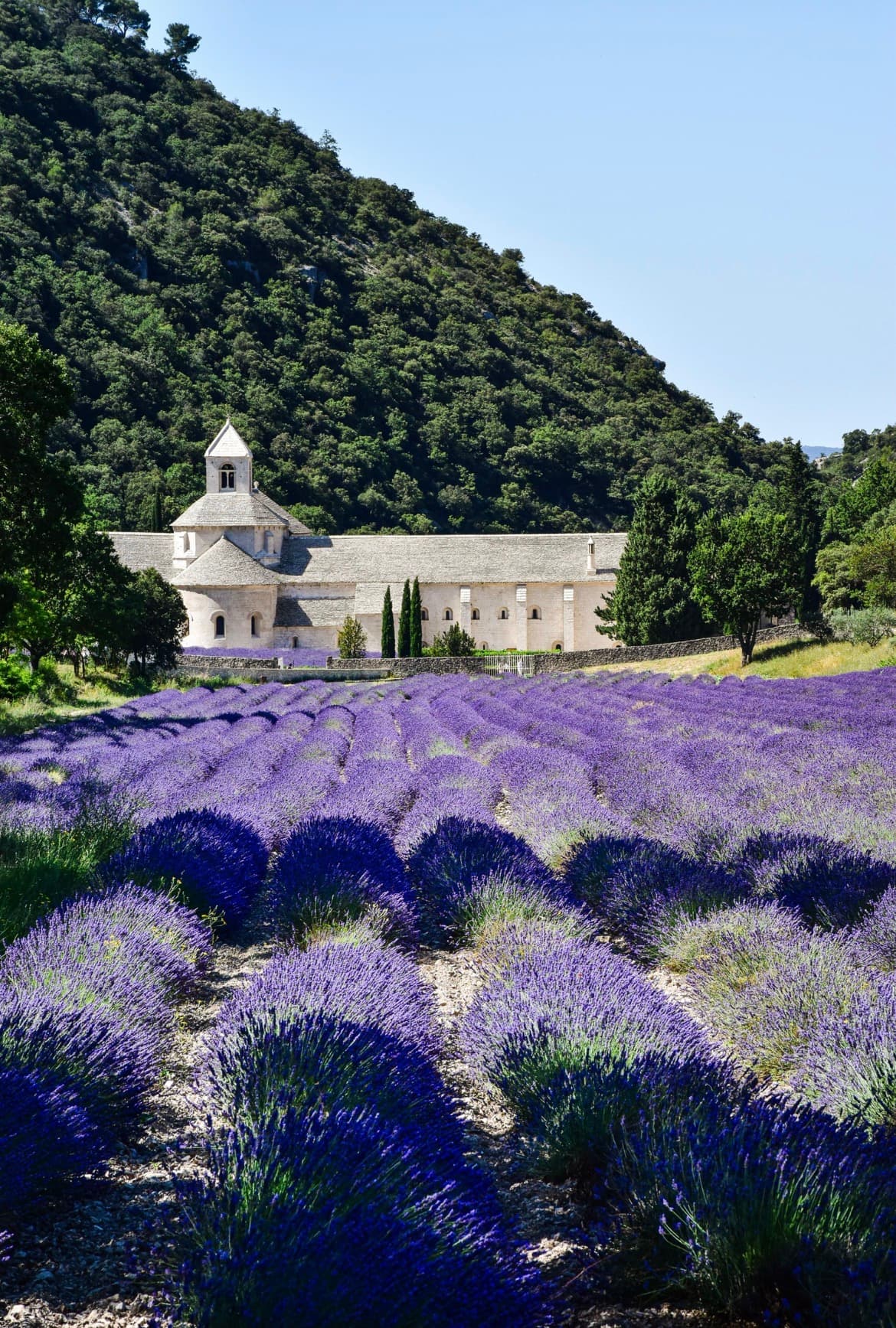 Illustration pour "Abbaye de Sénanque en Provence : guide complet Alpilles"