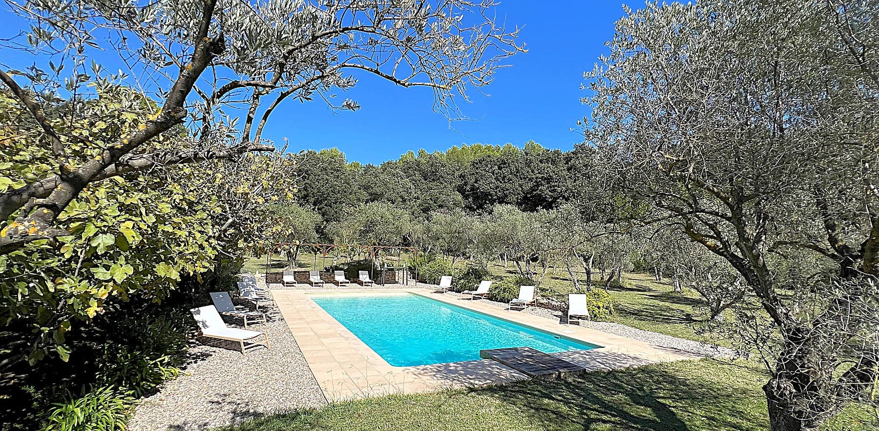 Piscine du Mas Saint Michel entourée d'oliviers